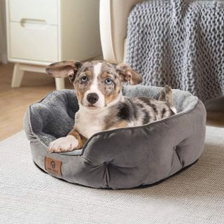 No. 2 - Asvin Small Dog Bed - 2