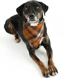 No. 1 - Realeaf Fall Dog Bandanas - 5