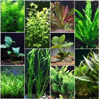 No. 6 - Live Aquarium Plants - 1