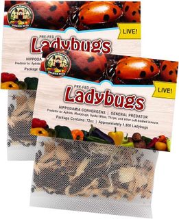 No. 7 - Live Ladybugs - 1