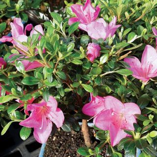 No. 9 - Brussel's Bonsai Satsuki Azalea Outdoor Tree - 3