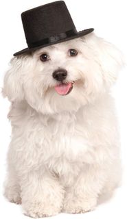 Top 10 Dog Hats for Your Stylish Pup- 2