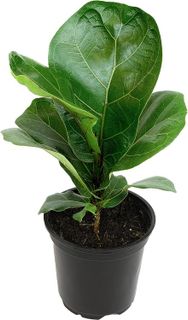 No. 9 - Ficus Lyrata Fiddle Leaf Fig Plant - 1