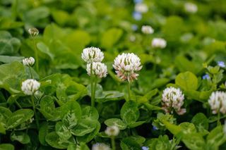 No. 3 - White Dutch Clover Seed - 2