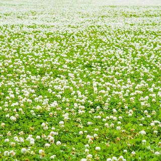 No. 3 - White Dutch Clover Seed - 4