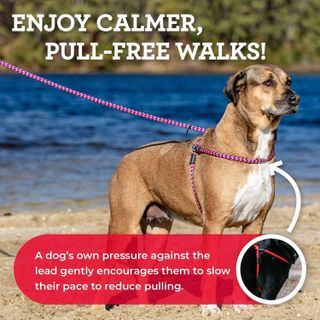 No. 7 - Harness Lead No Pull Dog Harness - 2