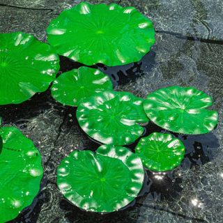 No. 4 - WhistenFla Lily Pads - 2