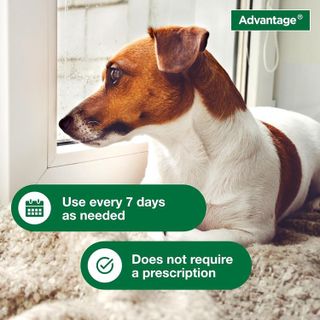 No. 10 - Advantage Flea and Tick Shampoo - 5