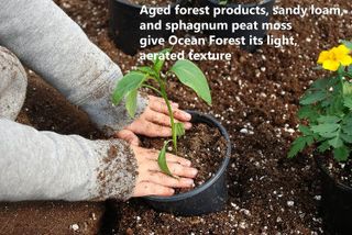 No. 5 - Ocean Forest Potting Soil - 2