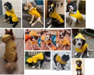 No. 2 - LeerKing Dog Raincoat - 5