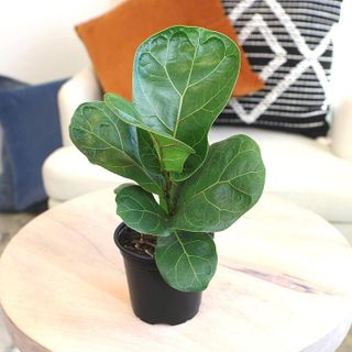 No. 9 - Ficus Lyrata Fiddle Leaf Fig Plant - 2