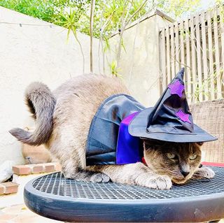 No. 10 - ADOGGYGO Cat Witch Costume - 5