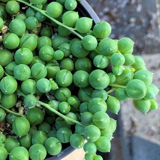 No. 9 - Sprout N Green String of Pearls - 3