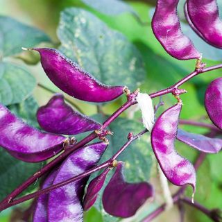 No. 1 - Outsidepride Dolichos Lablab Purple Hyacinth Bean Red Leaved Plant Climbing Vine Seed - 1