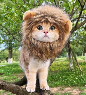 10 Best Pet Costumes for Cats and Dogs- 2