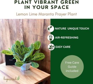 No. 4 - Lemon Lime Prayer Plant - 5