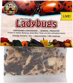 No. 4 - Nature's Good Guys Live Ladybugs - 1