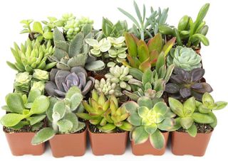 No. 6 - Altman Plants Live Succulent Plants - 1