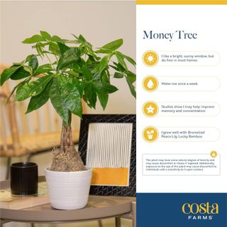 No. 1 - Costa Farms Money Tree - 4