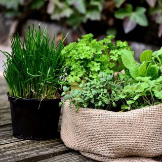 No. 7 - Professional Indoor Herb Plant Soil - 5