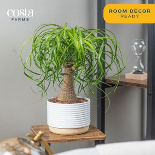 No. 4 - Costa Farms Ponytail Palm Bonsai - 3