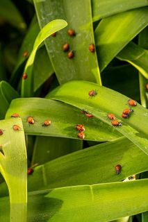 No. 6 - Buddy Bugs Ladybugs - 3