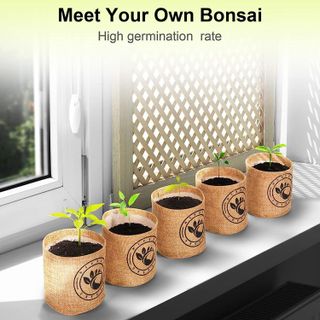 No. 2 - NIFSEL Bonsai Tree Kit - 4