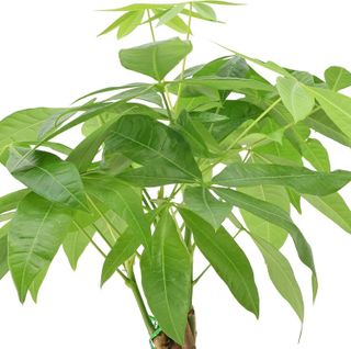 No. 5 - Money Tree Live Indoor Plant - 3