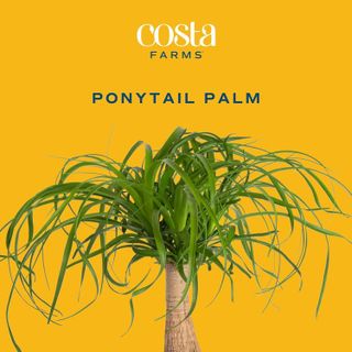 No. 4 - Costa Farms Ponytail Palm Bonsai - 2