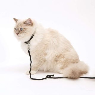 No. 9 - Catit Adjustable Cat Harness and Leash Set - 3