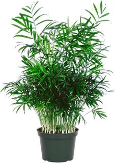 Top 10 Best Indoor Plants for Home Decor- 3