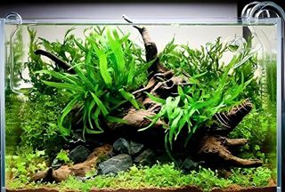 No. 4 - AquaLeaf Aquatics Live Aquarium Plant - 1