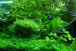 No. 5 - Java Moss - 2