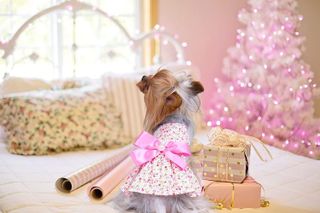 No. 5 - Petroom Sweetie Pup Dog Dress - 4