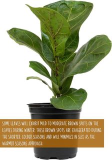 No. 9 - Ficus Lyrata Fiddle Leaf Fig Plant - 5