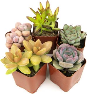 Top 10 Best Succulent Plants for Home Decor- 1