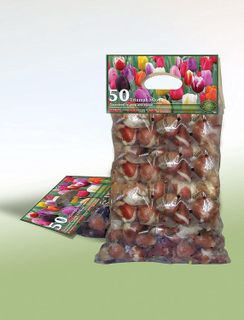 No. 9 - Tulip Bulbs - 2