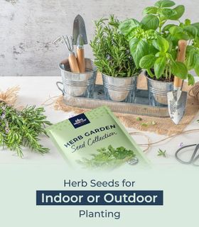 No. 5 - Organic Herb Seeds for Planting - 4