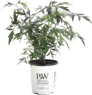 No. 6 - Black Lace Elderberry Live Shrub - 1