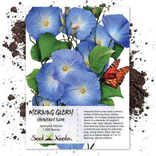 No. 3 - Heavenly Blue Morning Glory Seeds - 1