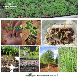 No. 9 - Gilead Herbals Premium Moringa Seeds - 4