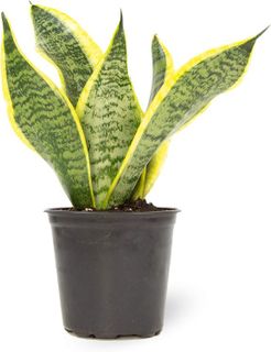 No. 5 - Live Snake Plant - 1