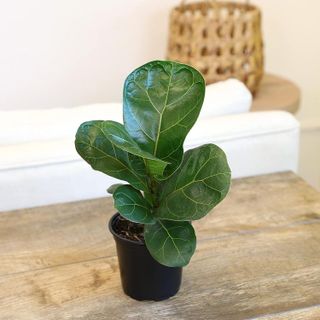 No. 9 - Ficus Lyrata Fiddle Leaf Fig Plant - 4