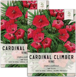 No. 2 - Cardinal Climber Vine Seeds - 1