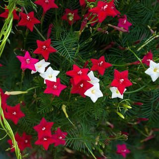 No. 10 - Outsidepride Ipomoea Pennata Cypress Climbing Vine Plant Flower Seed Mix - 1