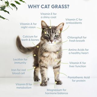 No. 8 - Cat Grass Growing Kit - 5