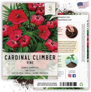 No. 2 - Cardinal Climber Vine Seeds - 5