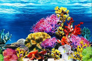 No. 7 - ELEBOX Fish Backgrounds Paper Double Sides Aquarium Background - 3