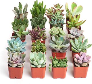 No. 7 - Shop Succulents Unique Succulent Plant Pack Bulk Collection - 1