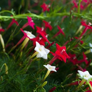 No. 10 - Outsidepride Ipomoea Pennata Cypress Climbing Vine Plant Flower Seed Mix - 3